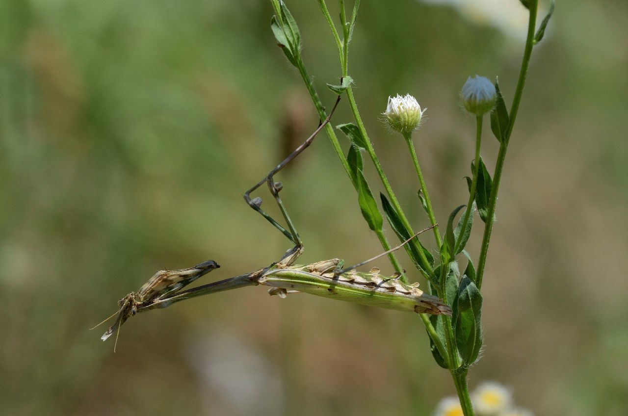 Empusa pennata (Empusidae) ?  S, femmina !